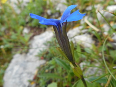 Gentiana bavarica bavarica