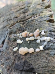 Naematelia encephala