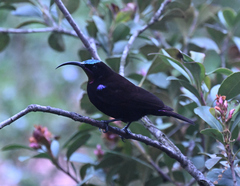Chalcomitra amethystina