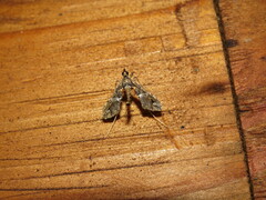 Lineodes