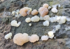 Naematelia encephala