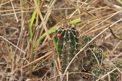 Hamatocactus setispinus
