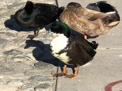 Anas platyrhynchos domesticus