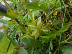 Gentiana bavarica bavarica
