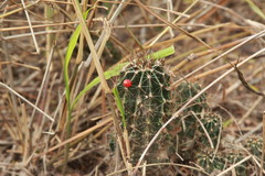 Hamatocactus setispinus