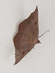 Sarisa muriferata