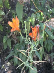 Alstroemeria ligtu simsii