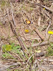 Danaus petilia