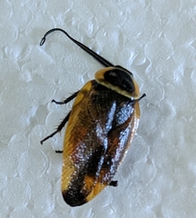 Ellipsidion australe