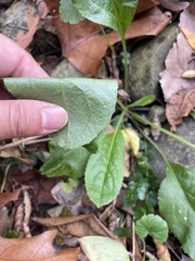Hesperis matronalis