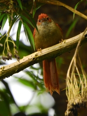 Cranioleuca erythrops