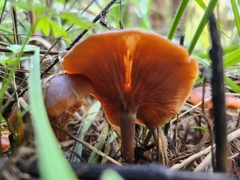 Lactarius rubidus