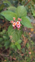 Lantana camara