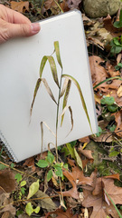 Chasmanthium latifolium