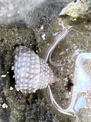 Cenchritis muricatus