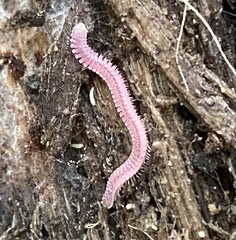 Gosodesmus claremontus