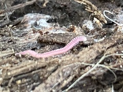 Gosodesmus claremontus