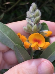 Callistachys lanceolata