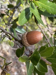 Quercus parvula