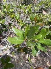 Quercus parvula