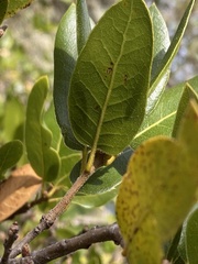 Quercus parvula