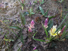 Lachenalia membranacea