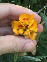 Callistachys lanceolata
