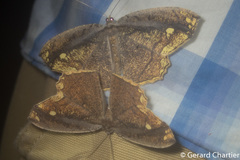 Pareumelea eugeniata