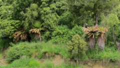 Dicksonia fibrosa