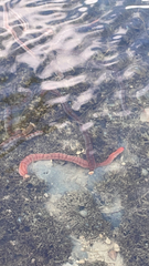 Tubulanus