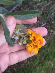 Callistachys lanceolata