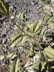 Bahiopsis reticulata