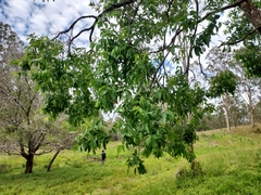 Angophora