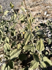 Bahiopsis reticulata