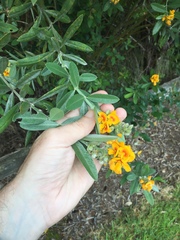Callistachys lanceolata