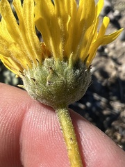 Bahiopsis reticulata