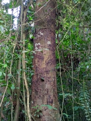 Parkia