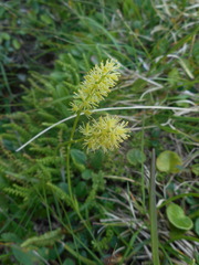 Tofieldia calyculata