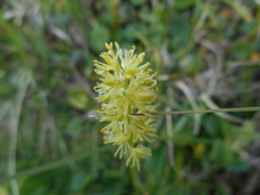 Tofieldia calyculata