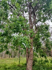 Angophora