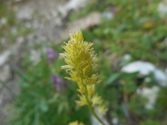 Tofieldia calyculata