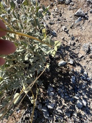 Bahiopsis reticulata