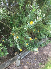Callistachys lanceolata