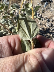 Bahiopsis reticulata