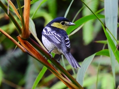 Pachyramphus versicolor