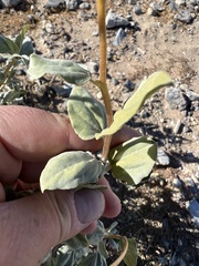 Bahiopsis reticulata