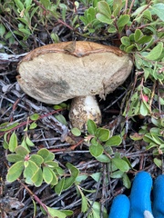 Leccinum manzanitae