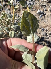 Bahiopsis reticulata