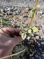 Bahiopsis reticulata