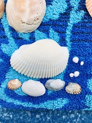 Anadara secticostata